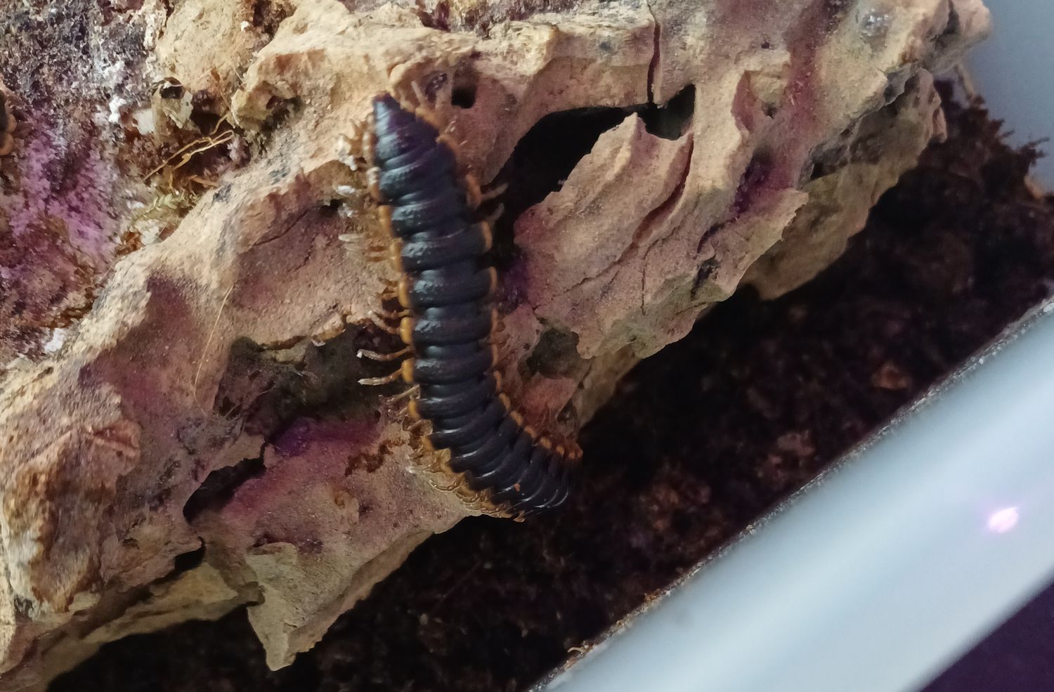 Coromus diaphorus