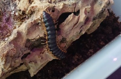Coromus diaphorus