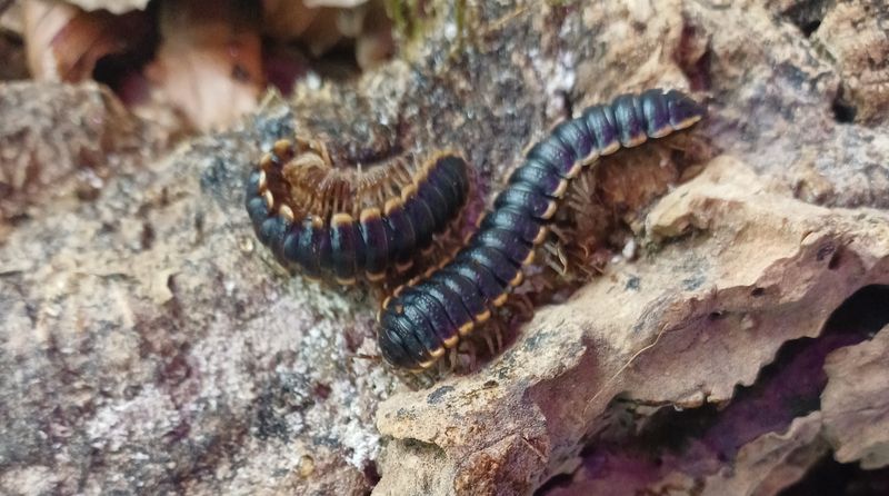 Coromus diaphorus