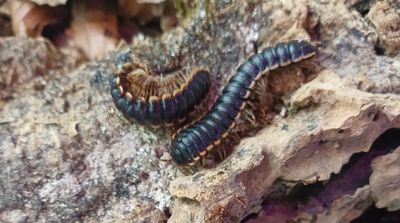 Coromus diaphorus