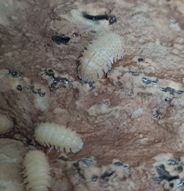 Cristarmadillidium muricatum