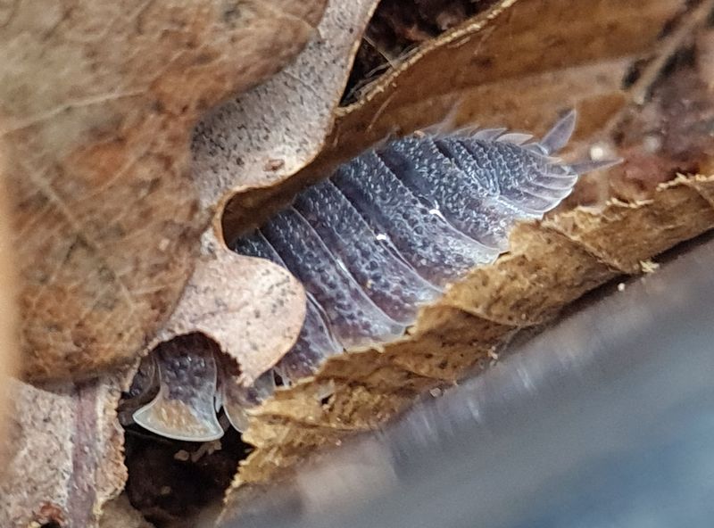 Porcellio 'Orange Skirt'