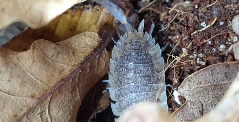 Porcellio &#39;Orange Skirt&#39;