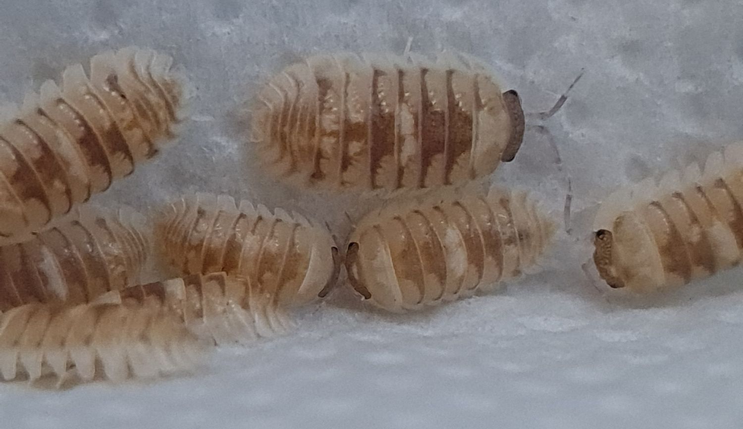 Armadillidium espanyoli marbelized