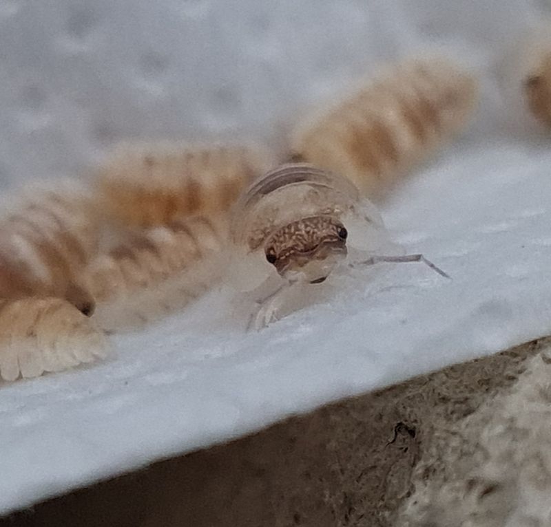Armadillidium espanyoli marbelized