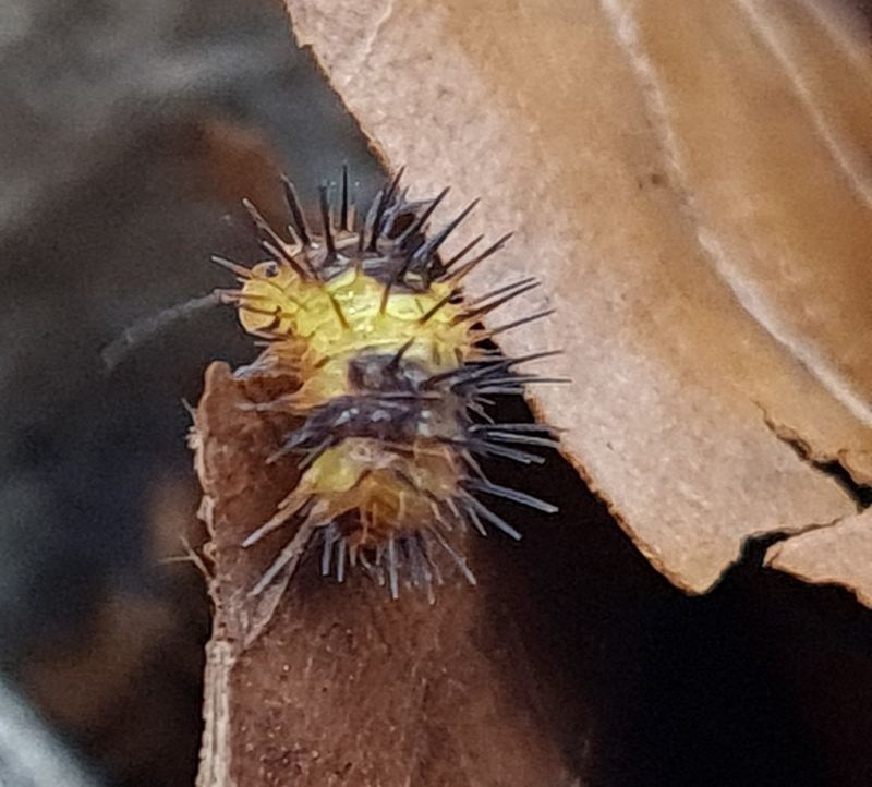 Laureola sp Durian spiky