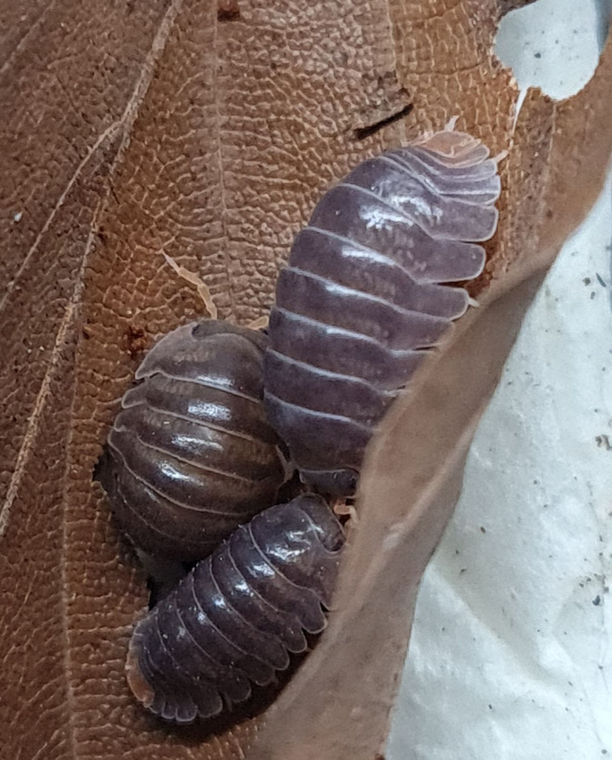 Cubaris sp Miyako