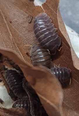 Cubaris sp Miyako