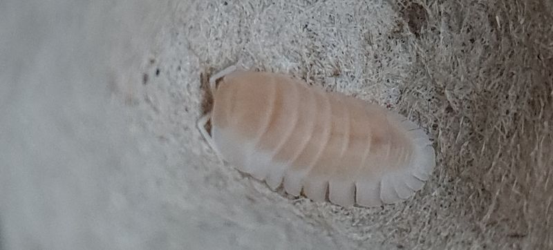 Cubaris sp Snow Queen