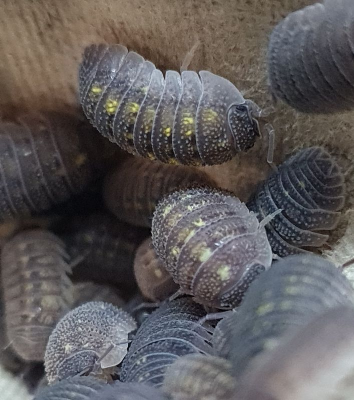 Armadillidium Beieri