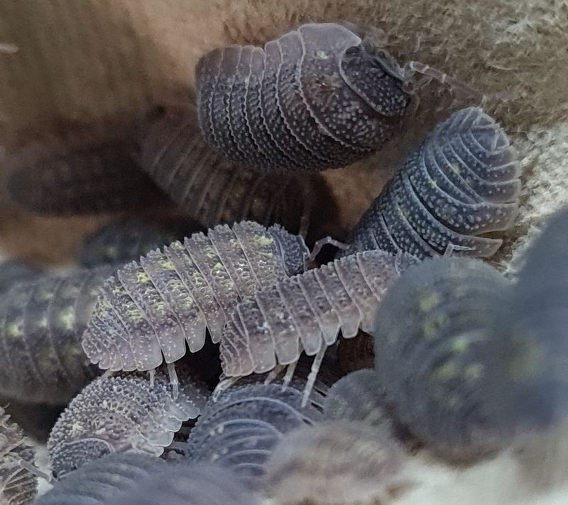 Armadillidium Beieri
