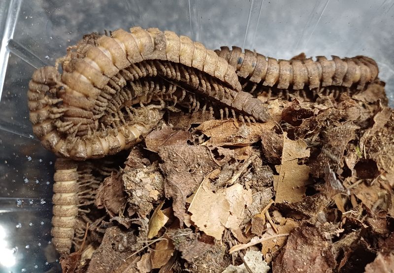 Polydesmus sp thai