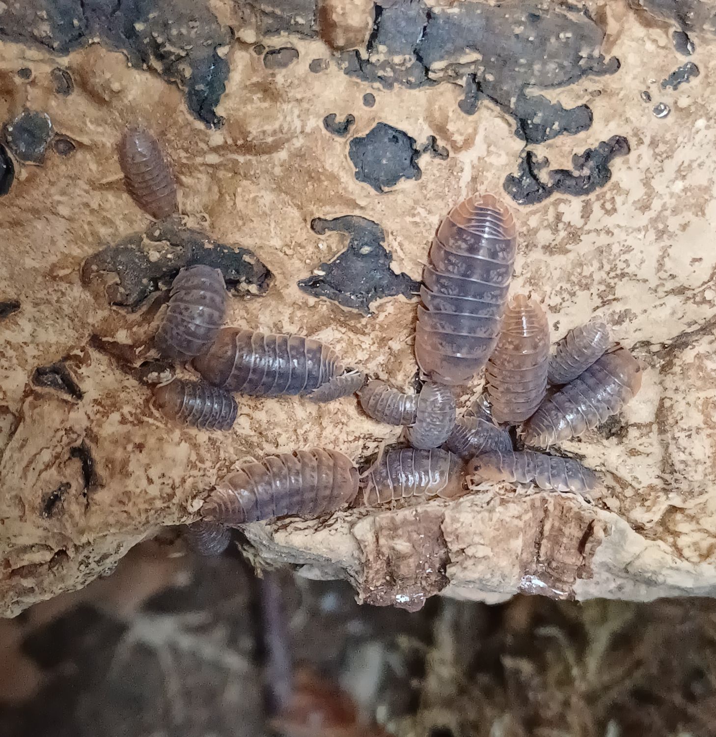 Sinodillo sp Vietnam (red head)