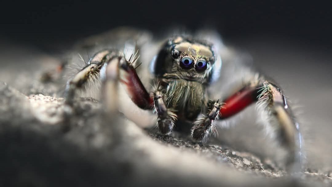 Hyllus diardi (F1)