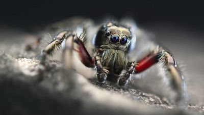 Hyllus diardi (F1)