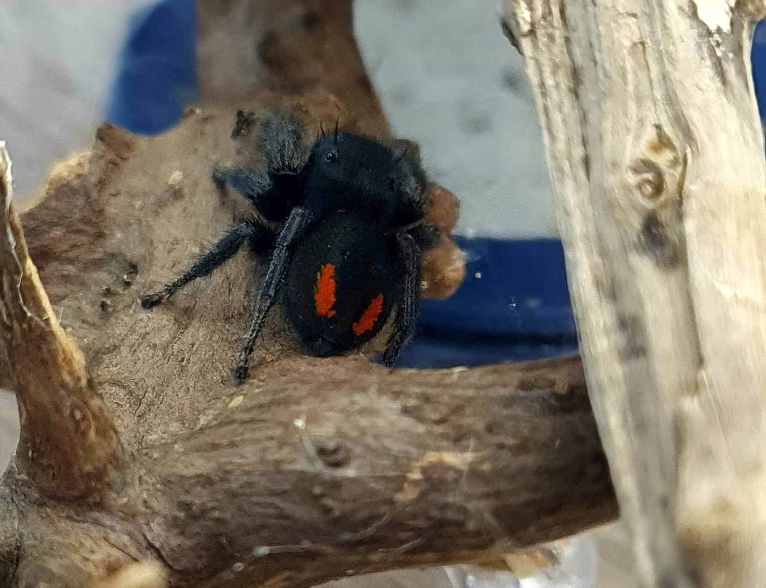 Phidippus ardens