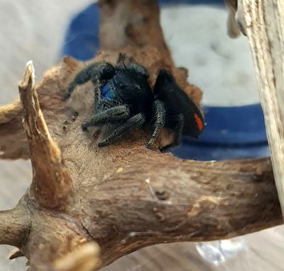 Phidippus ardens
