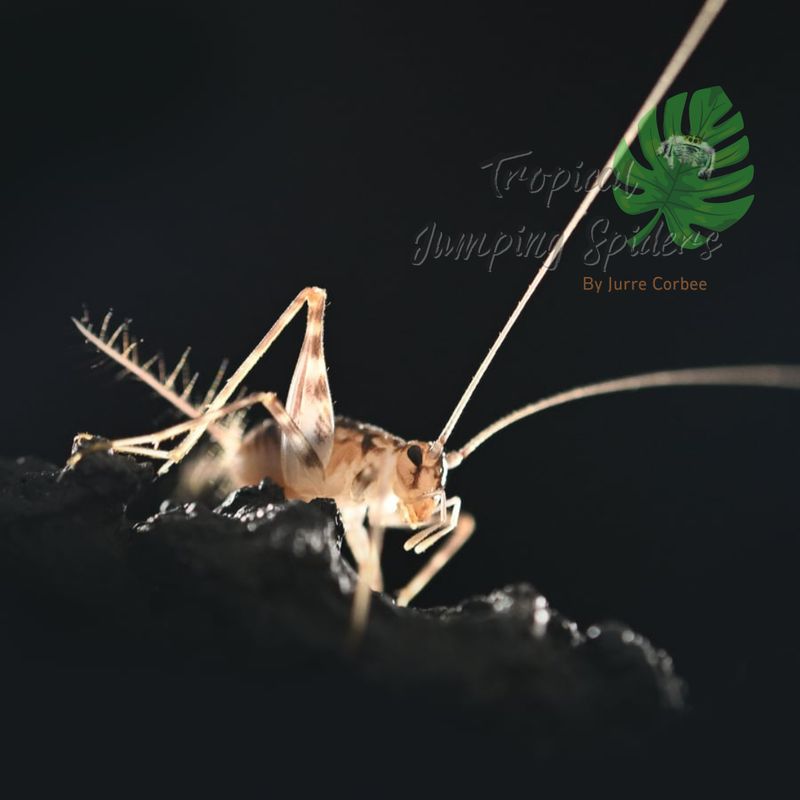 Phaeophilacris Breboides