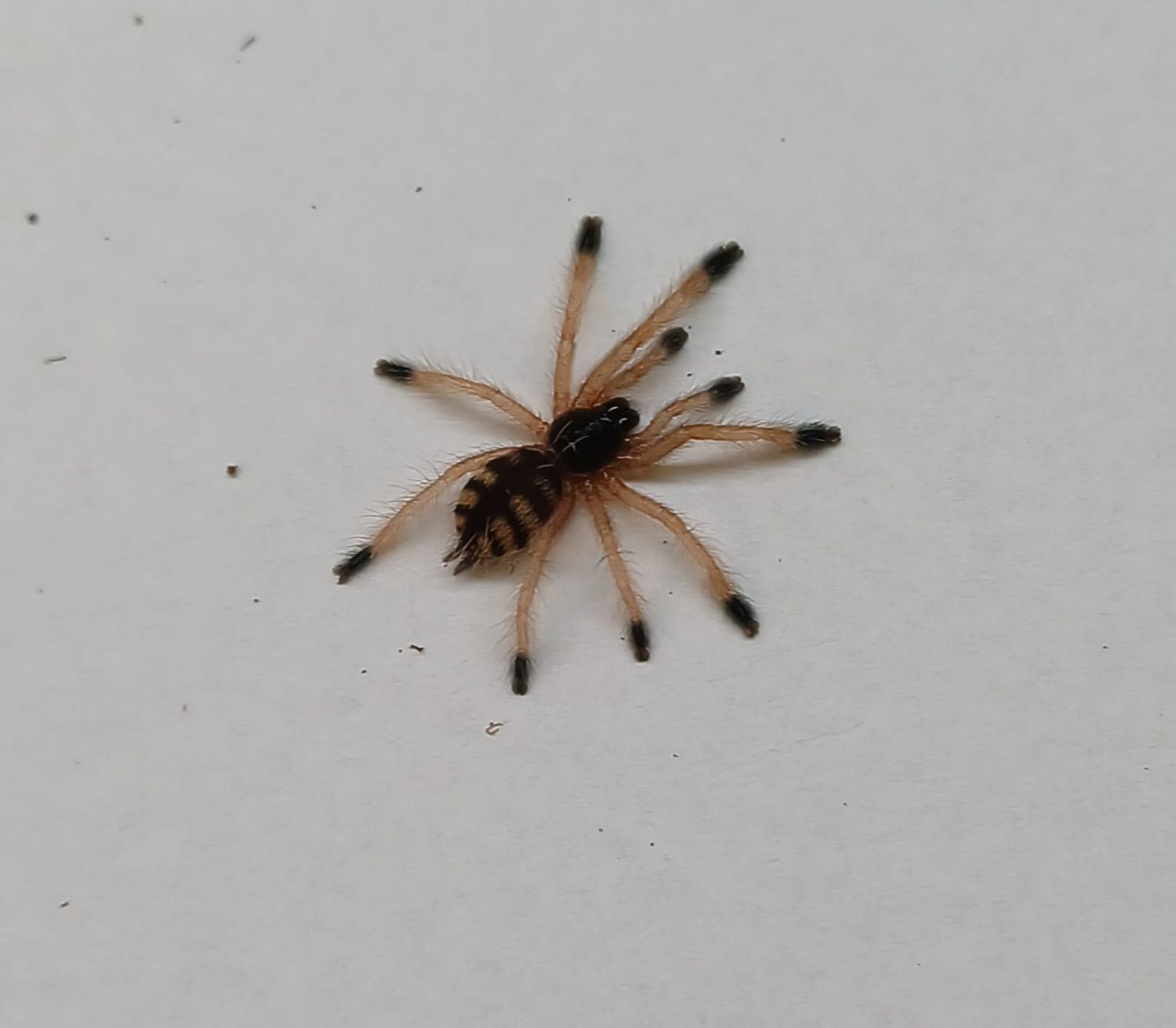 Amazonius germani