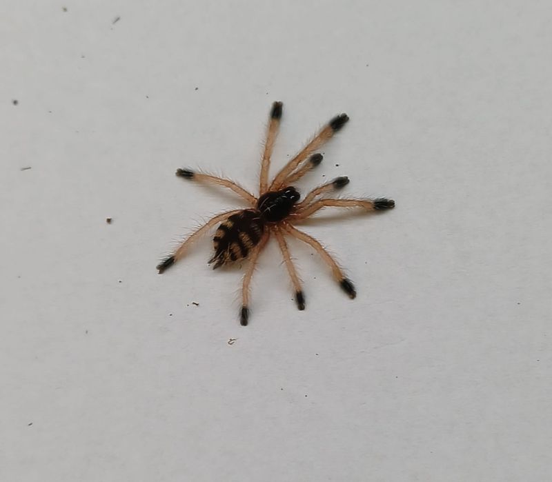 Amazonius germani