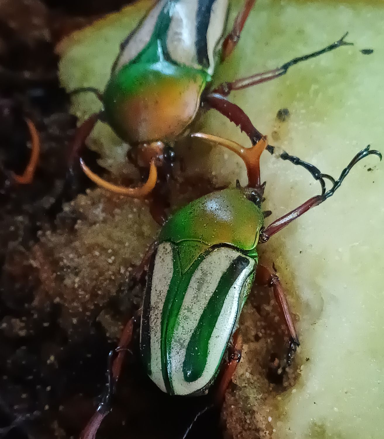 Eudicella gralli hubine