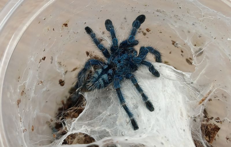 Caribena versicolor