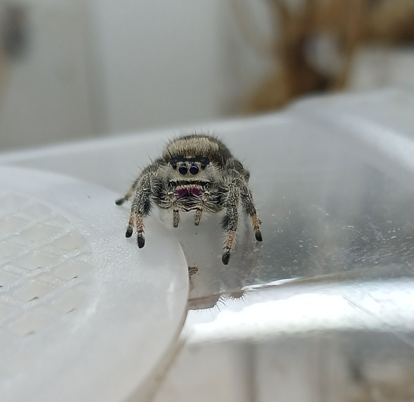 Phidippus regius &quot;dos gardenas&quot;