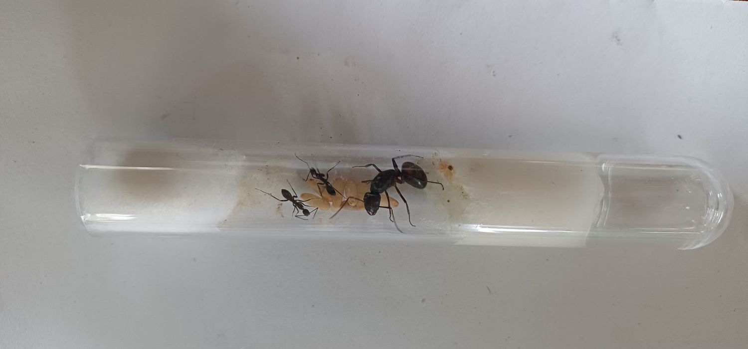 Camponotus cruentatus