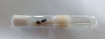 Camponotus cruentatus