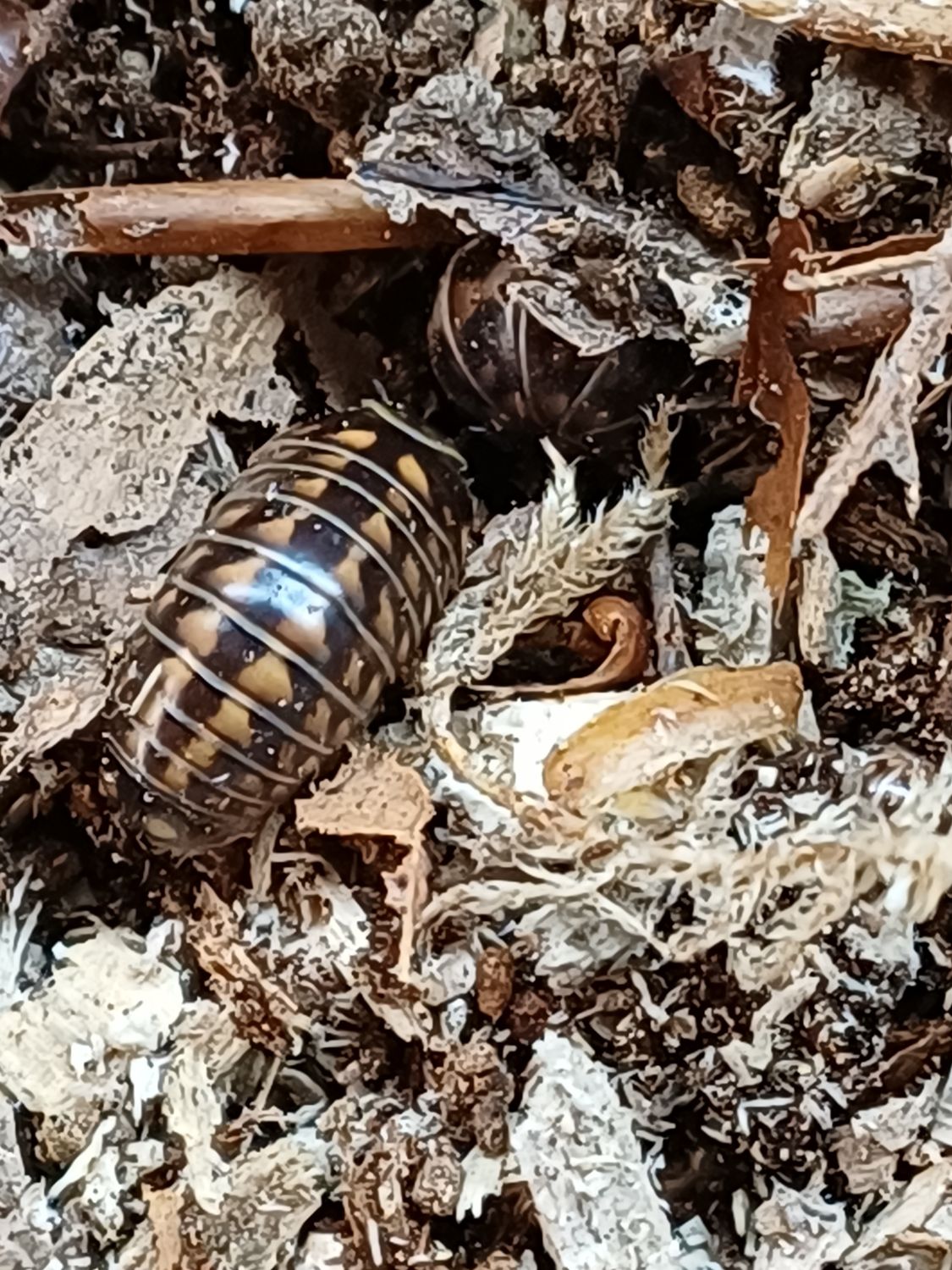 Glomeris hexasticha/ pilmiljoenpoten