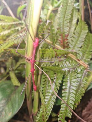 Oreophoetus peruvana PSG 84