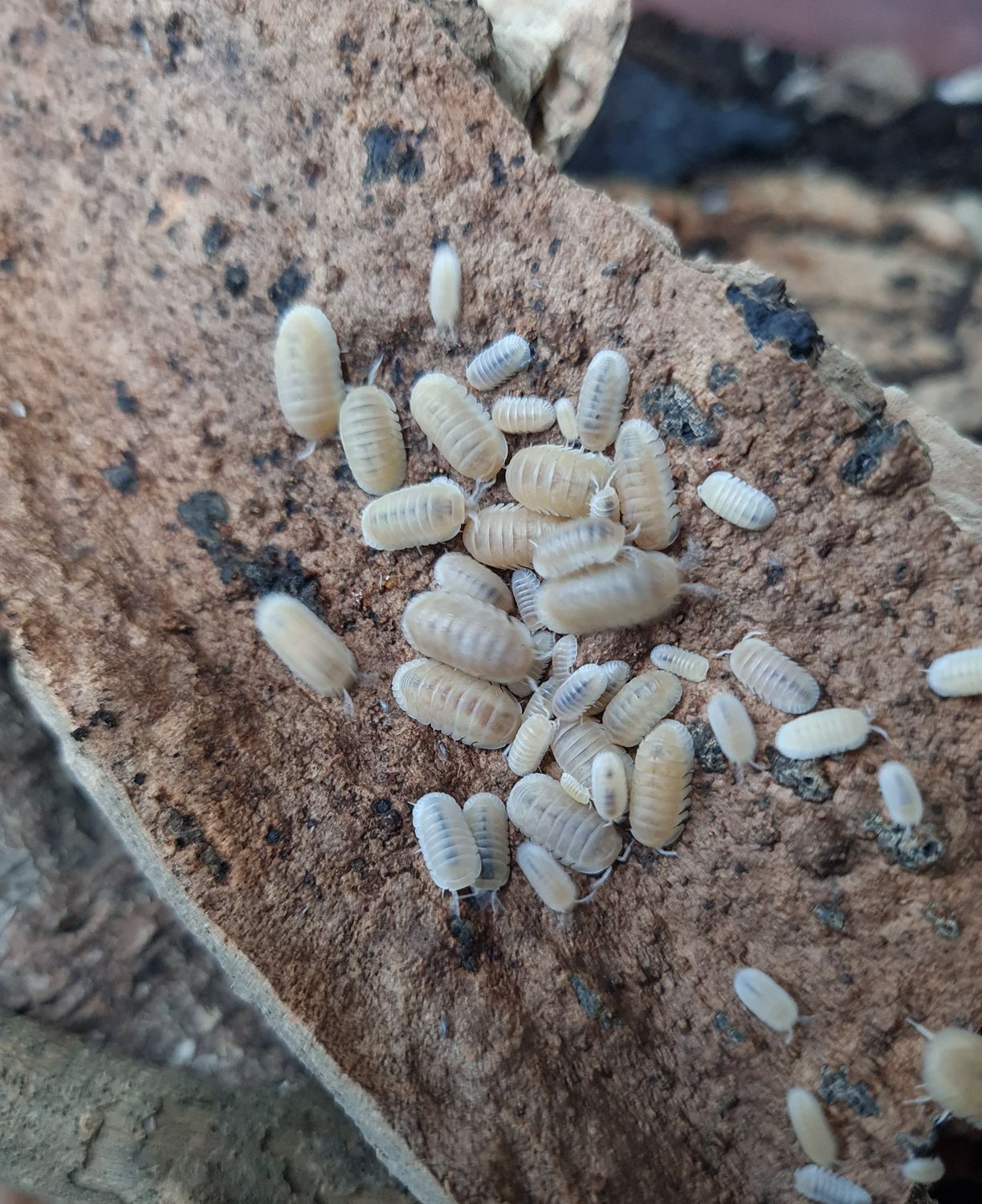 Cubaris sp &quot;Glacier&quot;