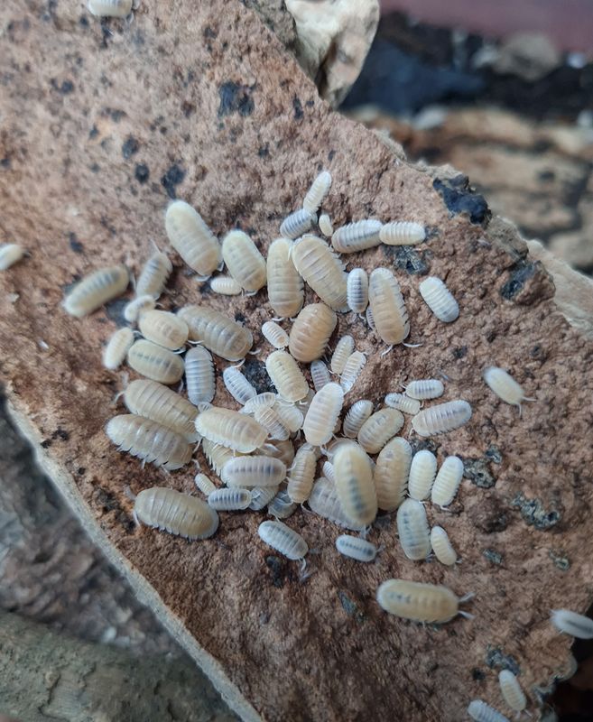 Cubaris sp "Glacier"