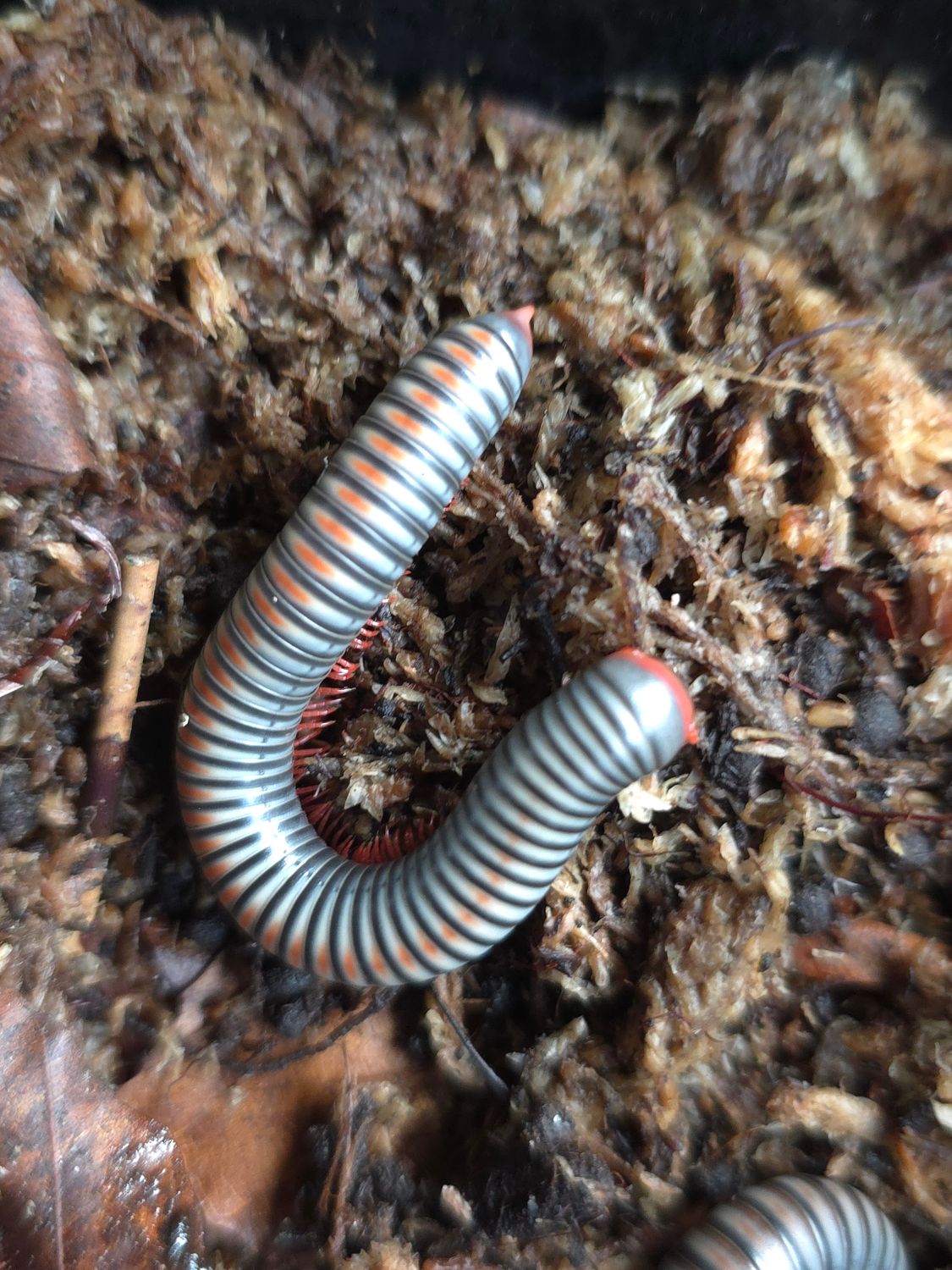 Atophochetus dollfusi