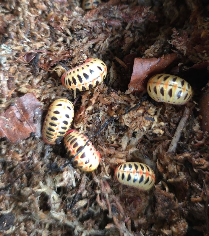 Rhopalomeris carnifex