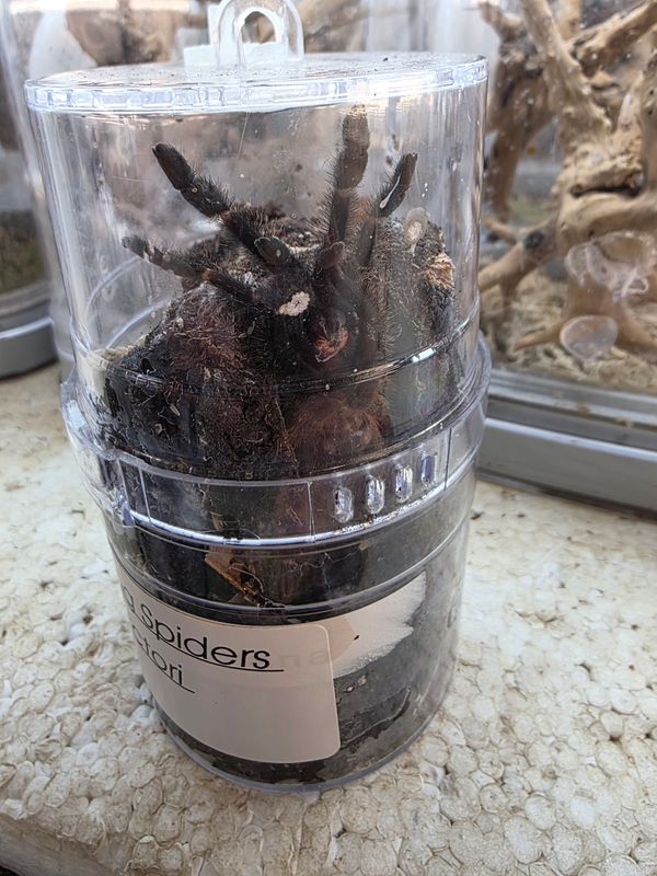 Psalmopoeus victori