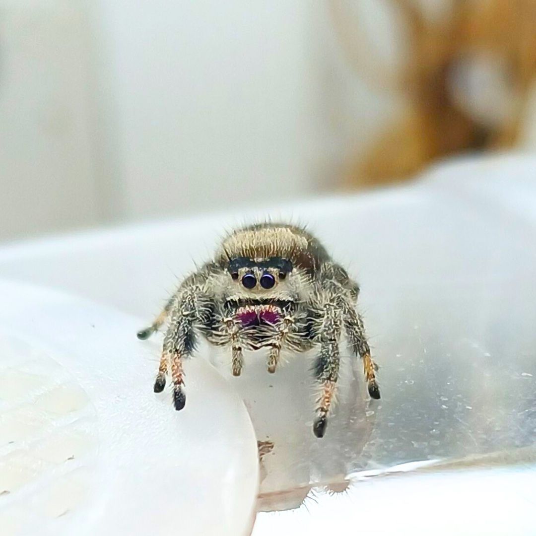 Phidippus Regius &quot;Dos Gardenas&quot;