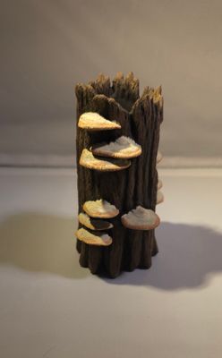 Holle boomstam met paddestoelen