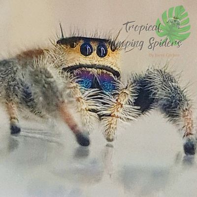 Phidippus regius Isla Juventud