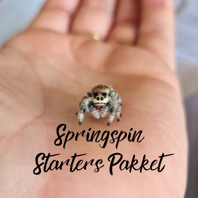 Springspin Starterspakket 7 en 8 delig Springspin Starterspakket 7 en 8 delig