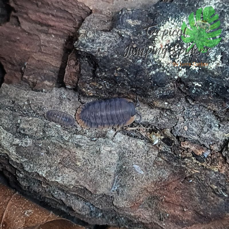 Cubaris sp 'Red Edge'