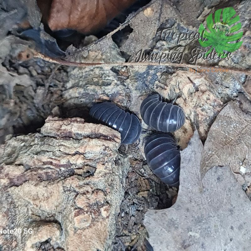 Armadillo officinalis 'Greece'