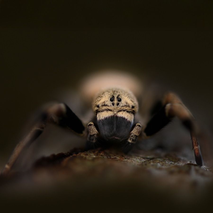 Stegodyphus tibialis(velvet spin)