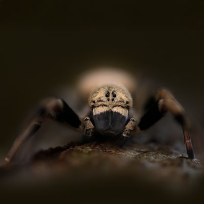 Stegodyphus tibialis(velvet spin)