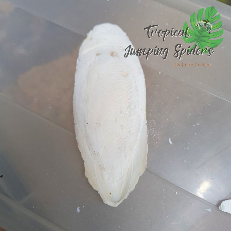 Sepia/Cuttlefishbone