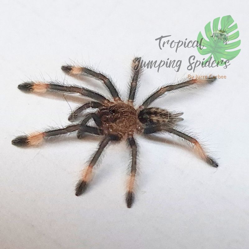 Psalmopoeus cambridgei