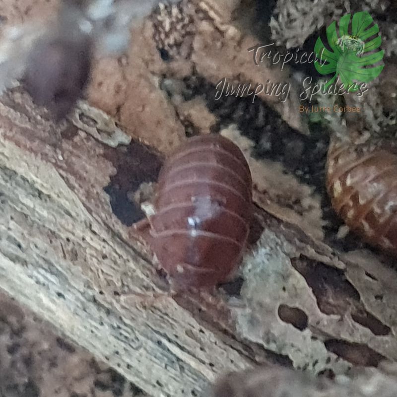Armadillidium Vulgare 'St Lucia'