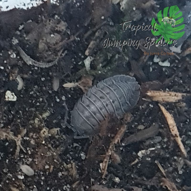 Armadillidium Peraccae