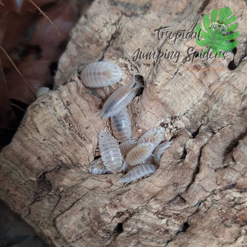 Porcellio Laevis 'White Caramel'