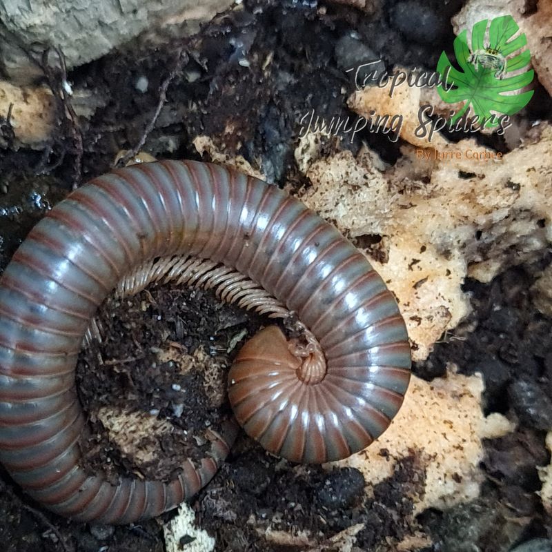 ​Spirostreptus spec 1 Tanzania